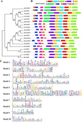 Caffeic acid O-methyltransferase from Ligusticum chuanxiong alleviates drought stress, and improves lignin and melatonin biosynthesis